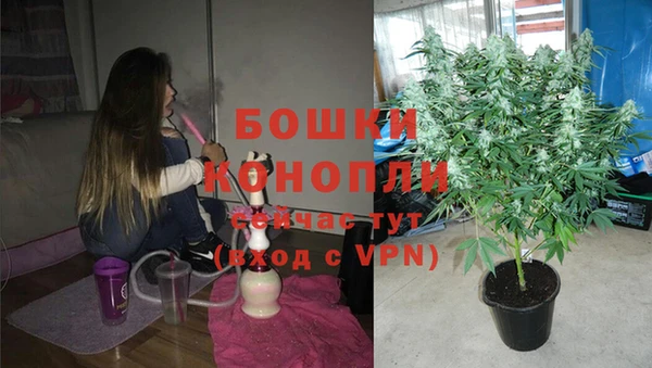 прущие грибы Балабаново